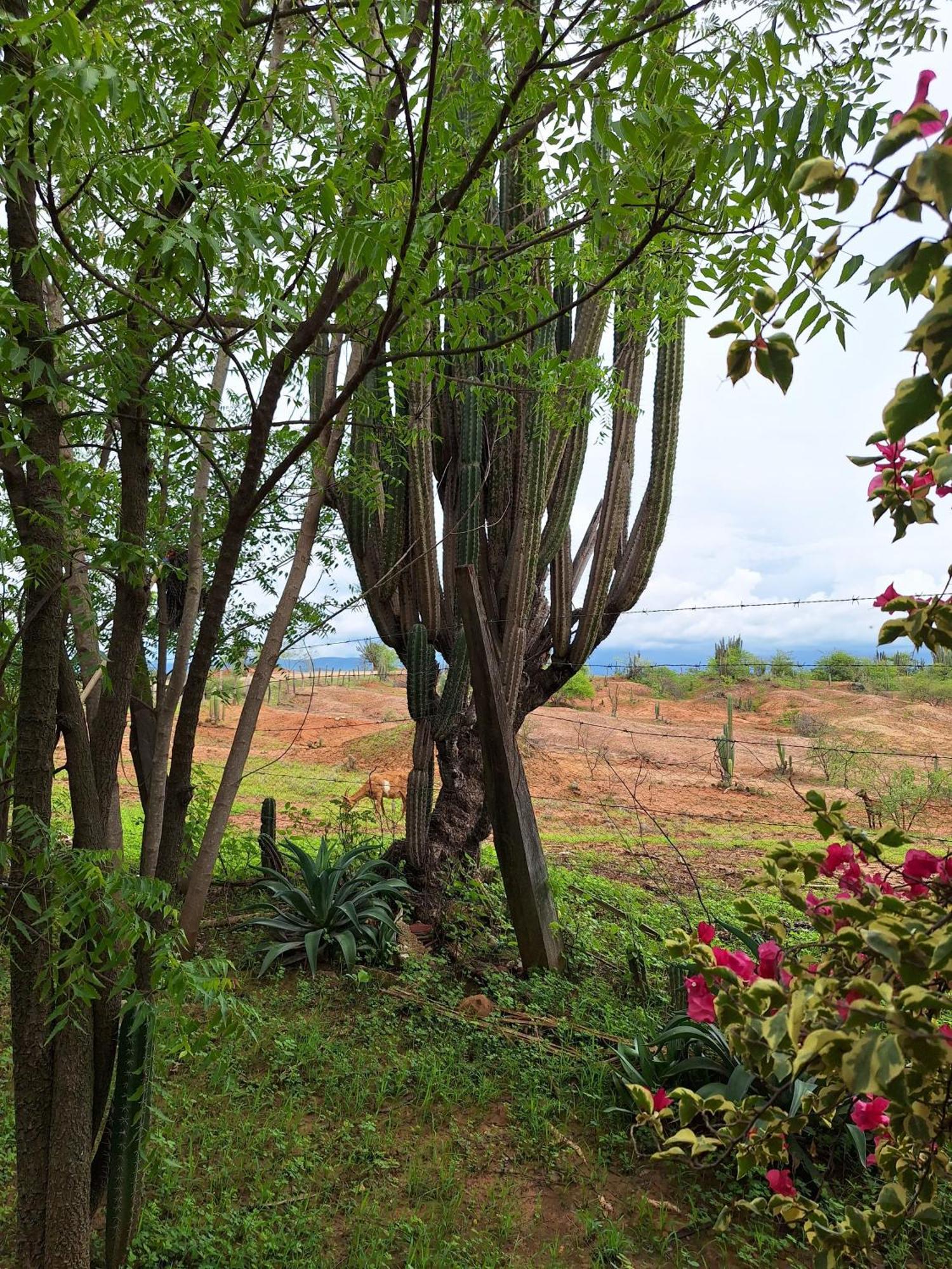 Alojamiento Casa De Campo Los Cactus Villavieja Ngoại thất bức ảnh